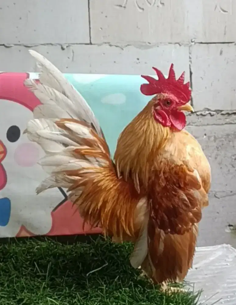 Ayam serama jantan dewasa