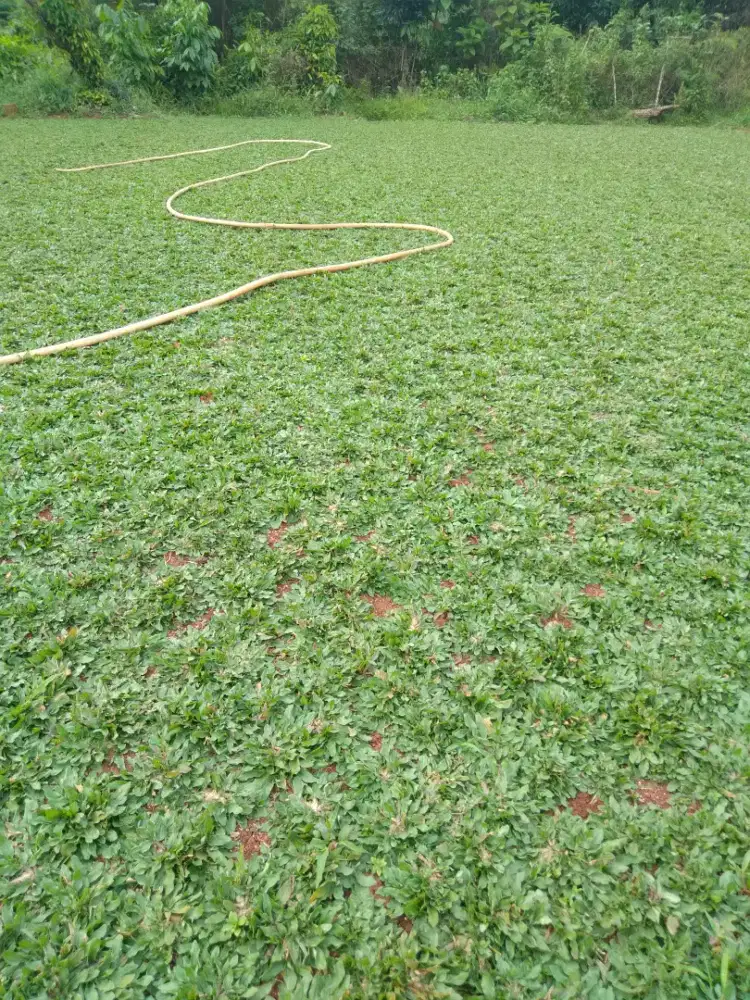 Rumput gajah mini murah