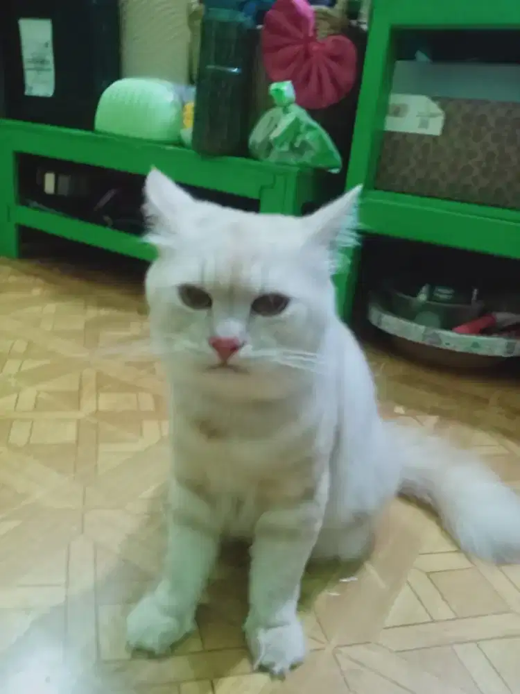 Kucing Persia Jantan