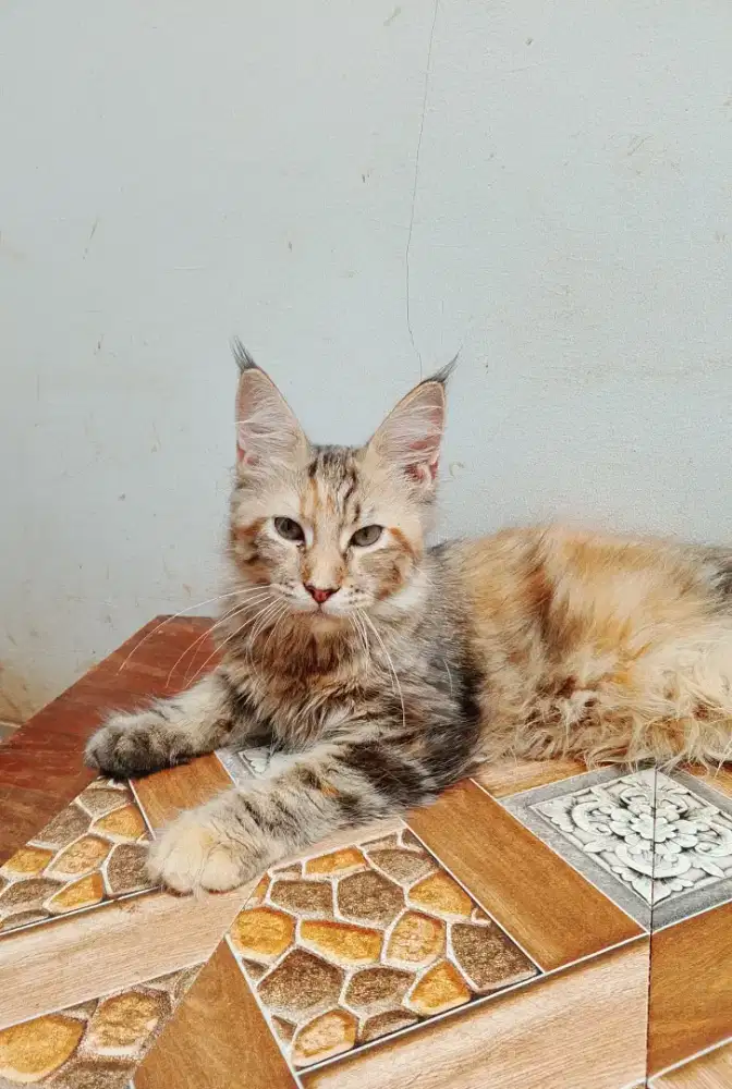 Kitten Mainecoon Betina pure. Induk ped CFA pure Maine Coon