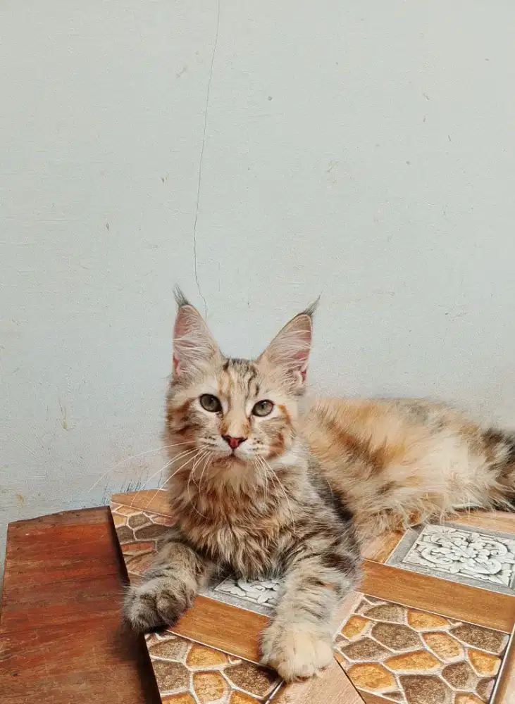Kitten Betina Mainecoon Pure Asli. Induk ped CFA Pure Maine Coon