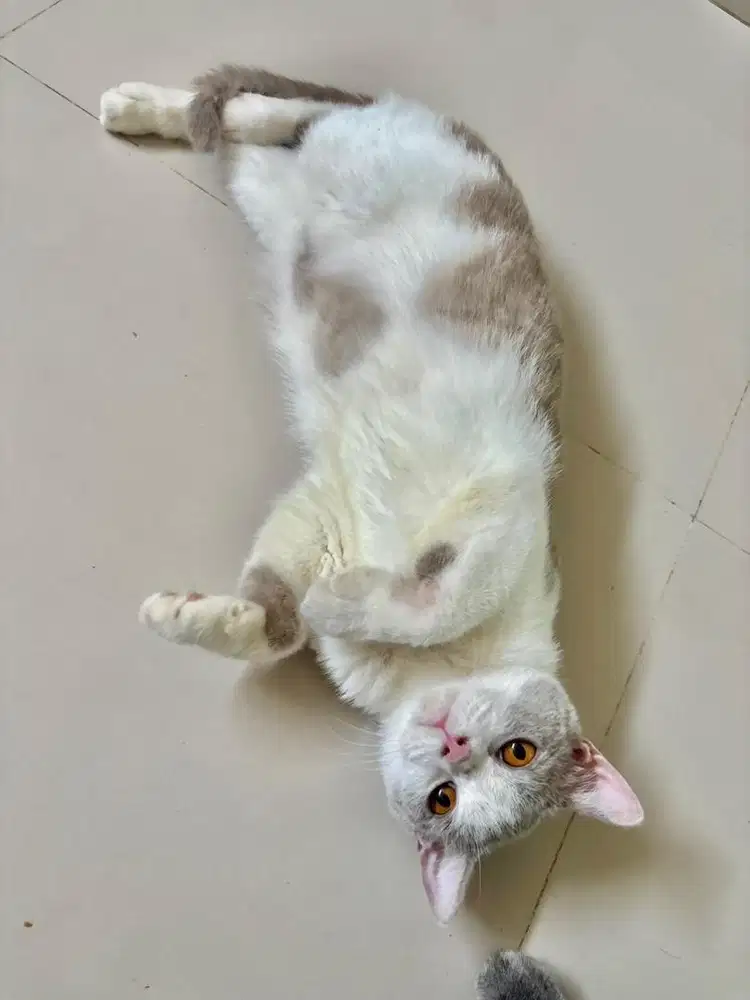 British shorthair bicolor lilac