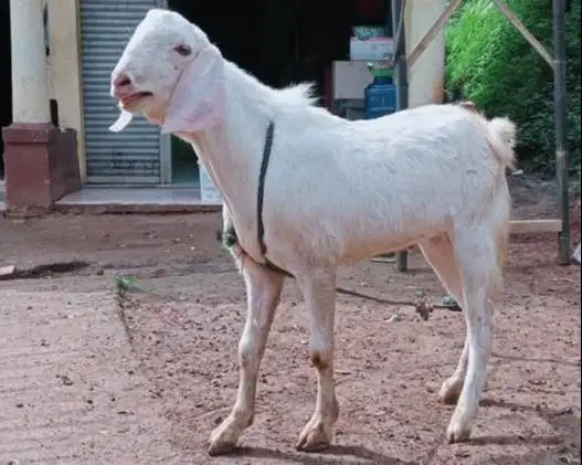 cicilan kambing qurban 2026 35kiloan 500rb/bln 8x timbang riil jamin