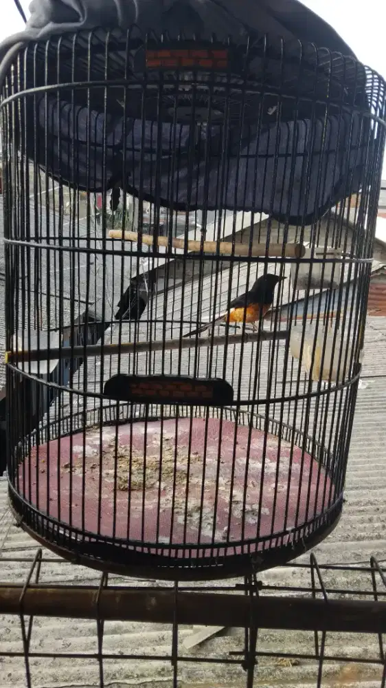 Burung murai gacor