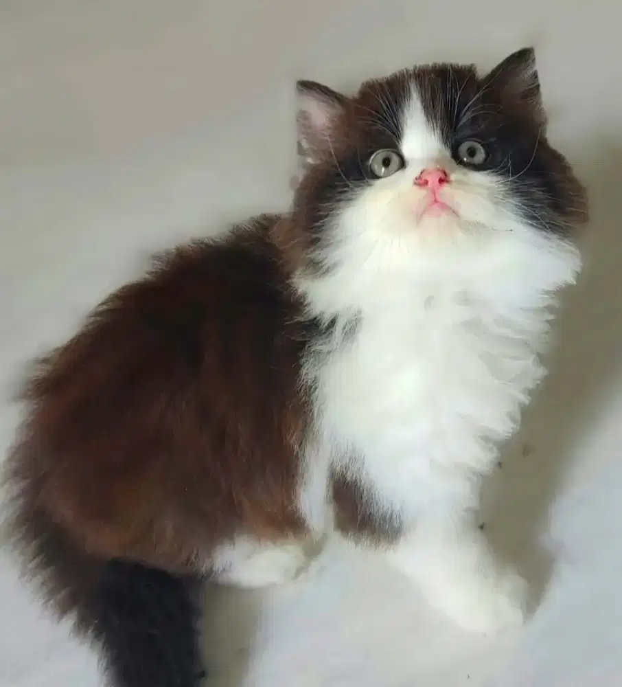 kitten jantan hitam putih