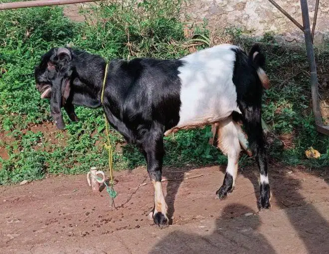 cicilan kambing qurban 2026 35kiloan 500rb/bln 8x timbang riil manteb