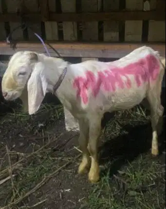 cicilan kambing qurban 2026 35kiloan 500rb/bln 8x timbang riil manteb