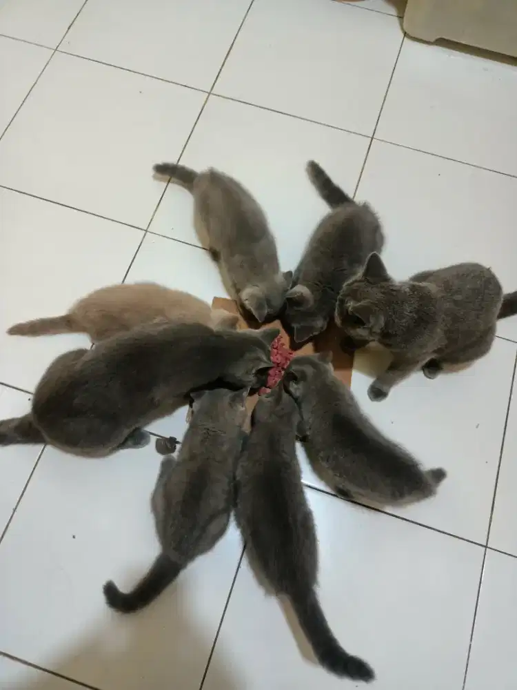 Di jual borongan 5 ekor
