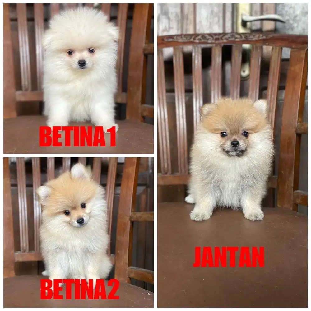 Minipom size super mini