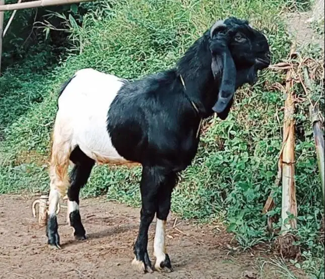 cicilan 500rb/bln 8x kambing qurban 35kiloan timbang riil jamin manteb