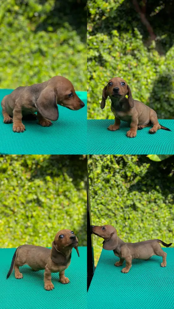 Anjing Miniature Dachshund/Anjing Tekel Sosis