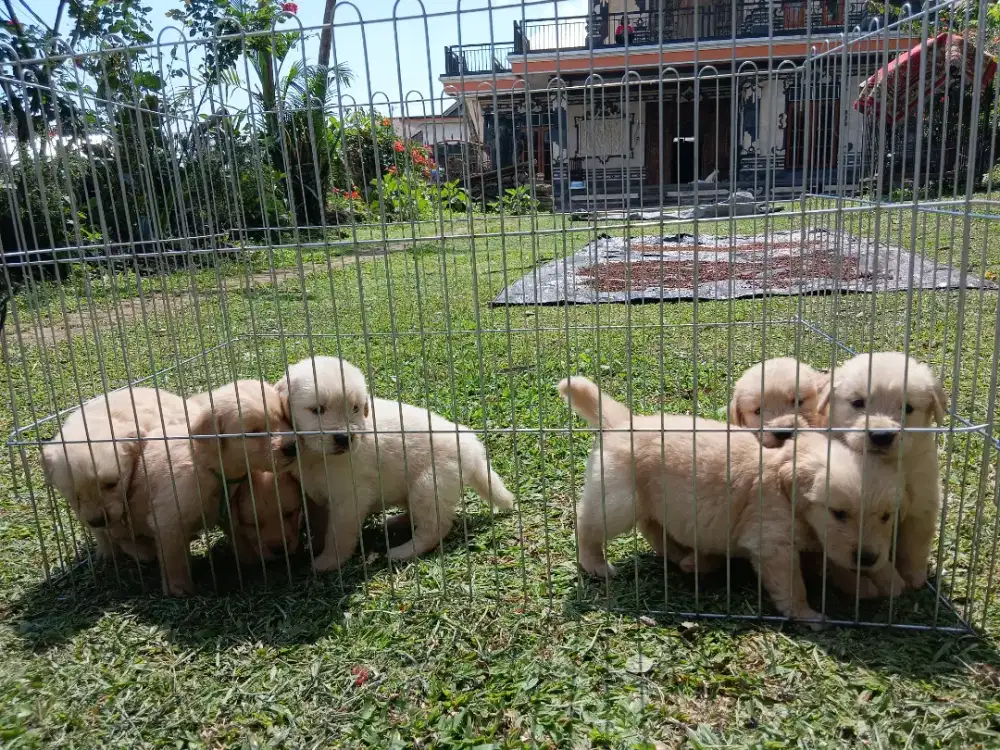 BUC Pure Golden Retriever