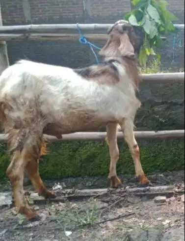 cicilan 500rb/bln 8x kambing qurban 35kiloan timbang riil siap kurban