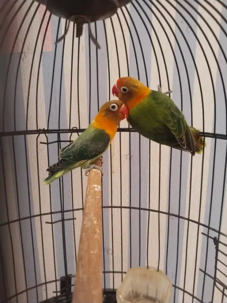 Sepasang lovebird bio green siap ternak