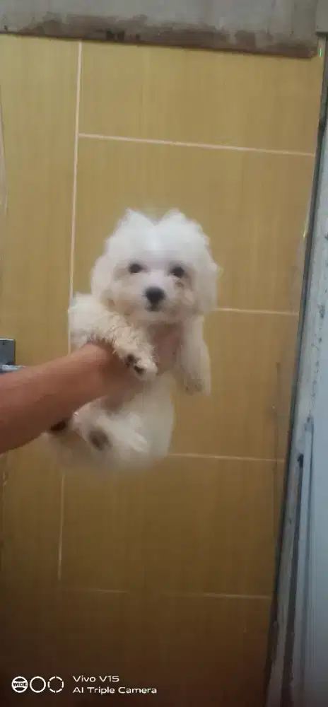 Anak Anjing Maltese