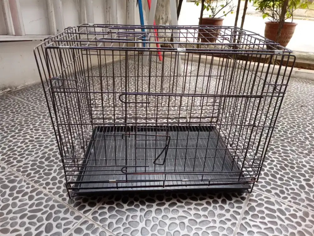 Jual gandang kucing msh ok