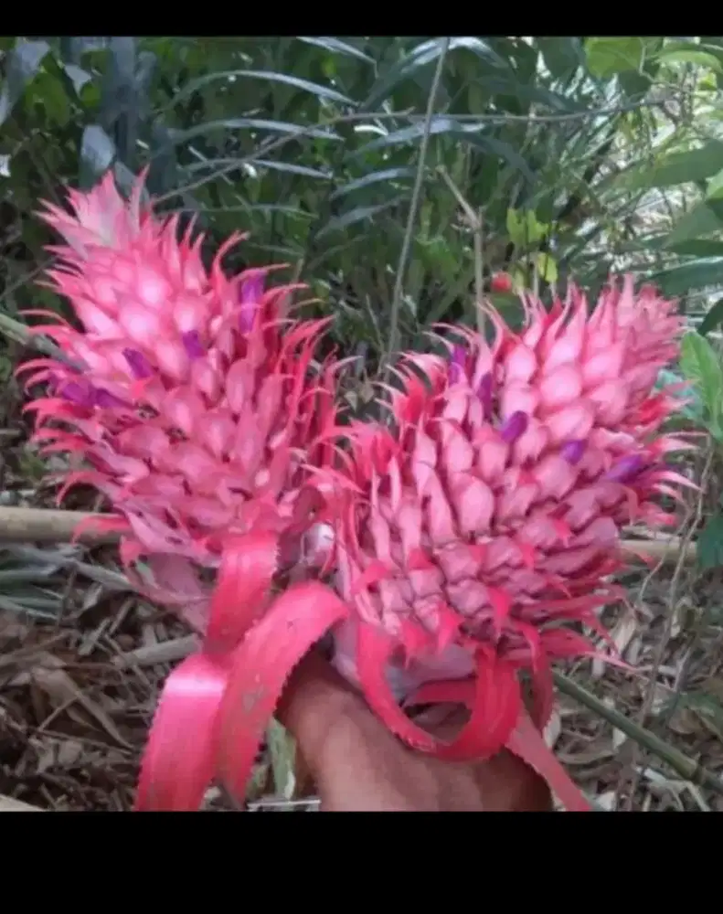 Nanas baya, nanas merah, nanas penggugur
