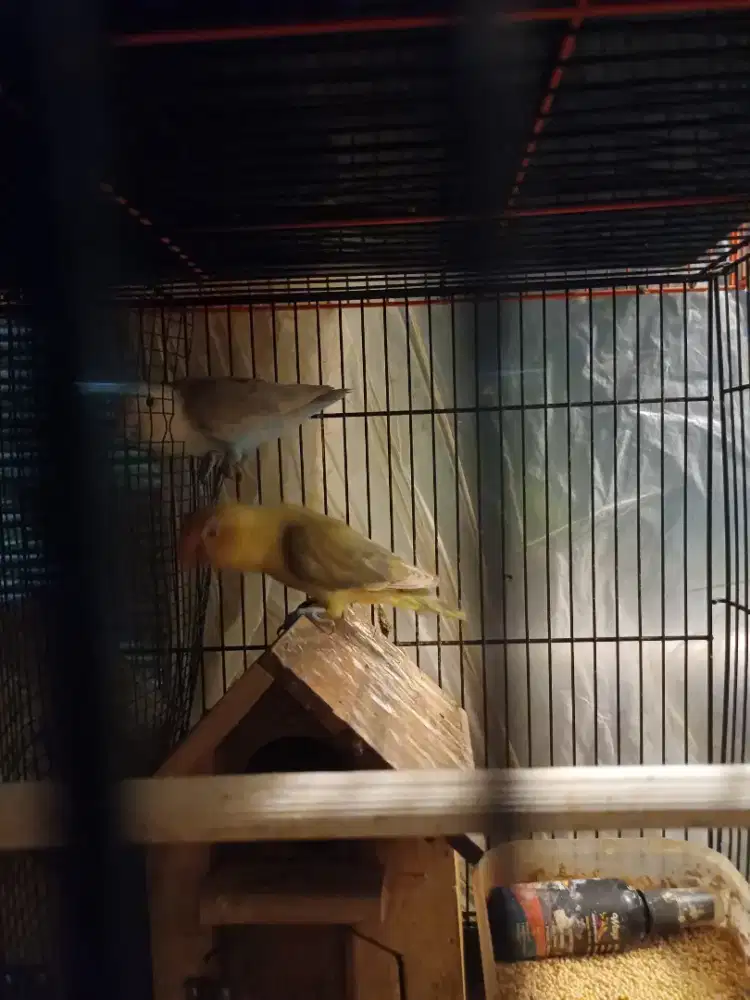 Burung lovebird sepasang