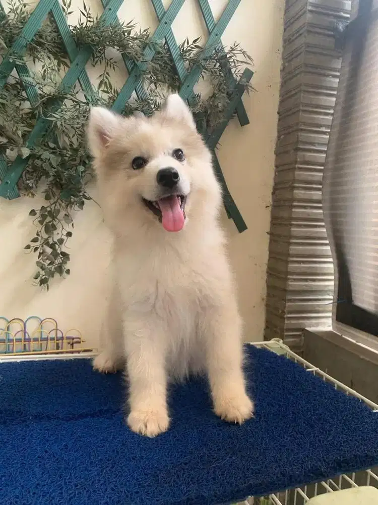 Siberian husky betina longhair