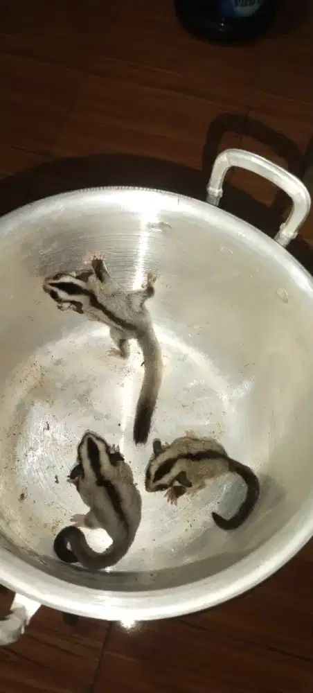 Sugar Glider Classic Grey