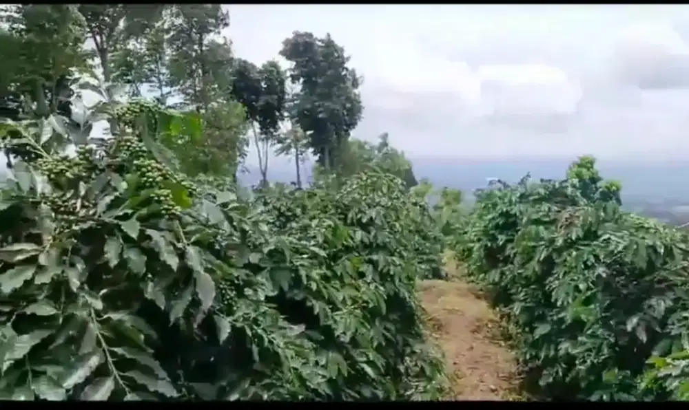 Kebun kopi arabika dijual cepat
