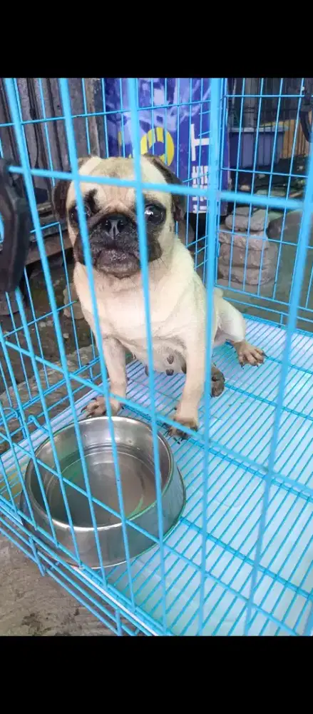Pug betina non surat