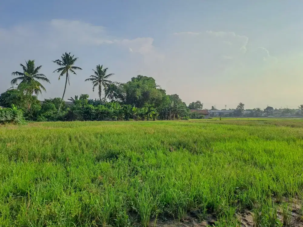 Tanah di Serang Banten dekat Kawasan Industri akses mudah Cikande