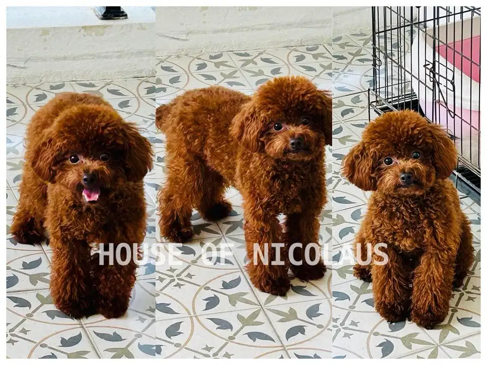 TOY POODLE SUPER GANTENG