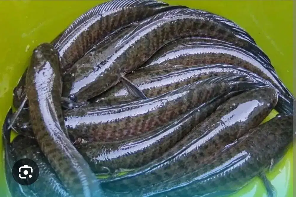 Ikan Gabus dan Kepiting Bakau