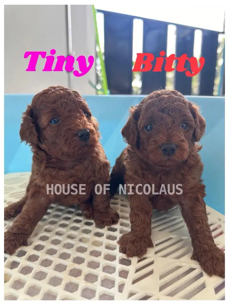 TOY POODLE ALL FEMALES, BESTIE!