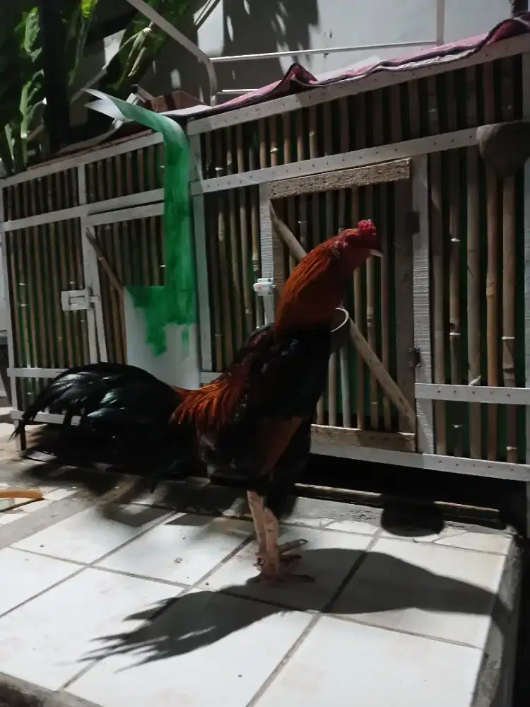 Ayam bangkok perdana