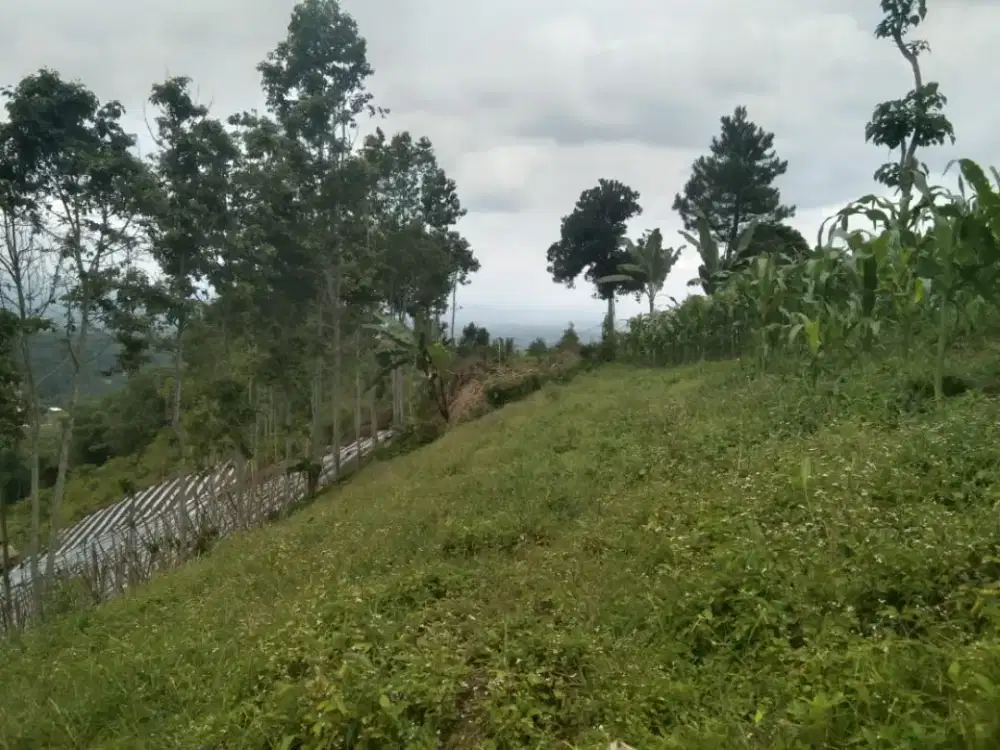 kebun dijual di kaki gunung salak daerah sejuk