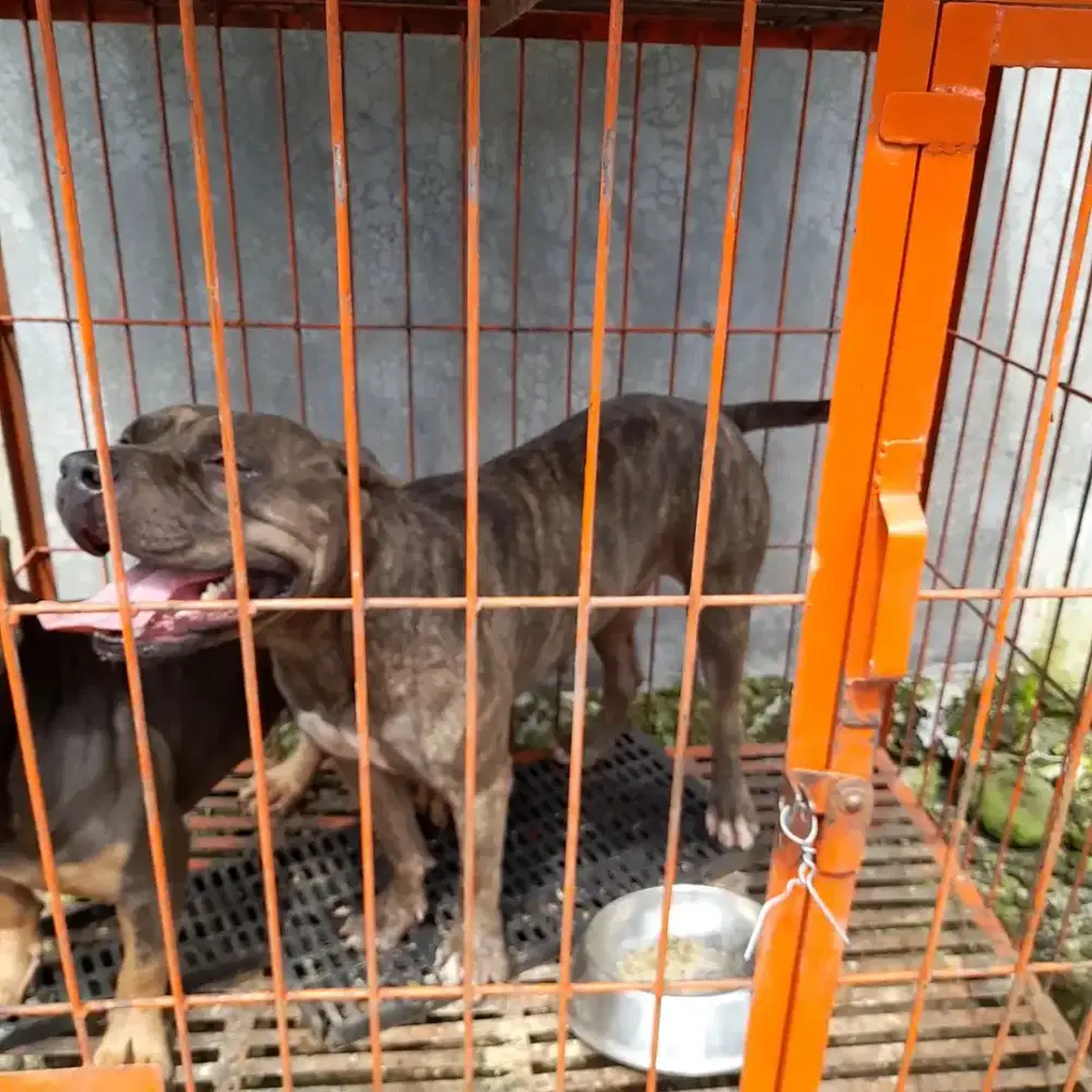 Anjing pitbull Betina Top