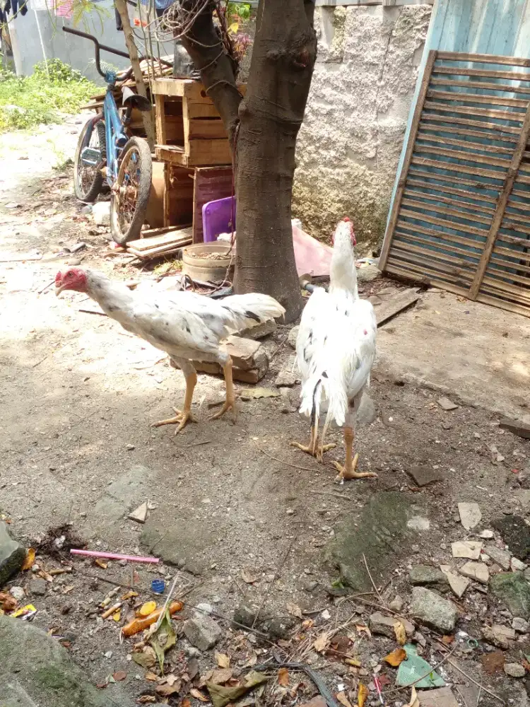 Ayam jago bangkok
