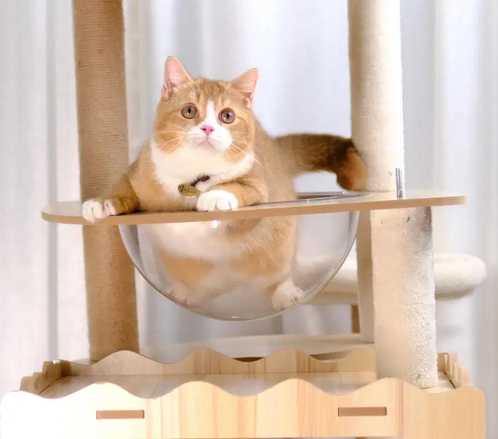 Scottish straight jantan