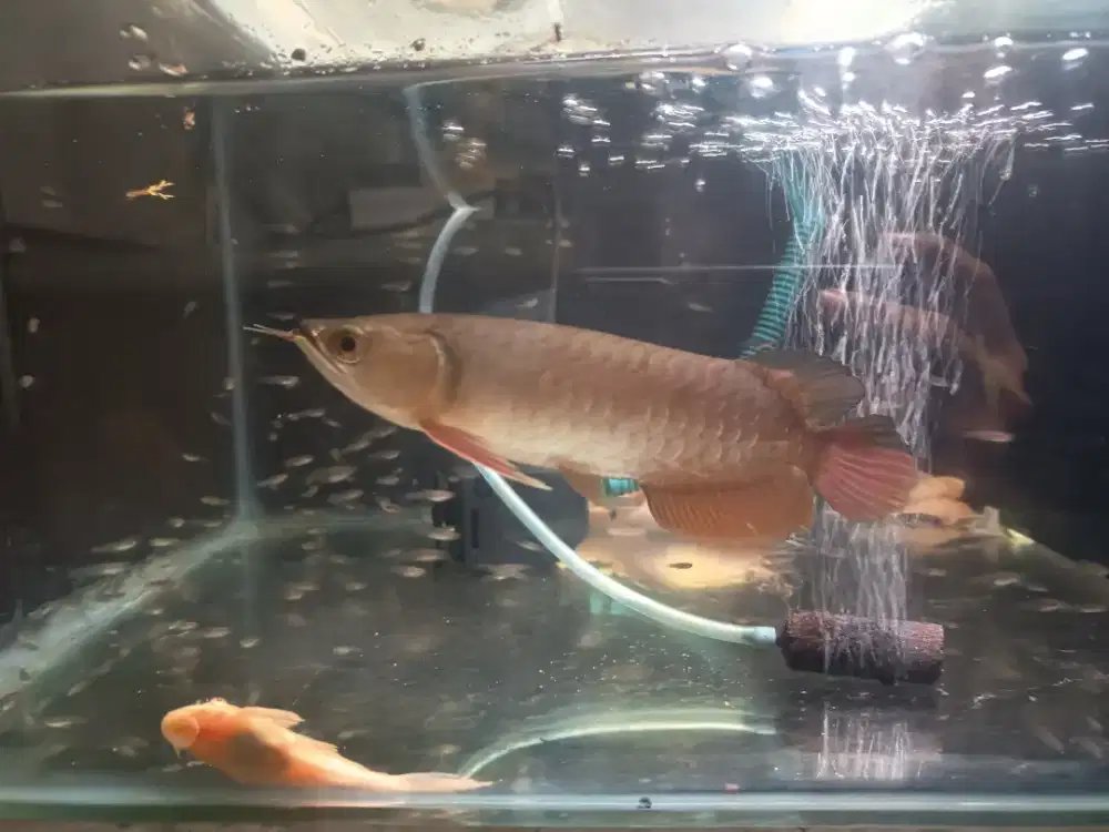 Ikan Arwana Golden Red 17-18cm