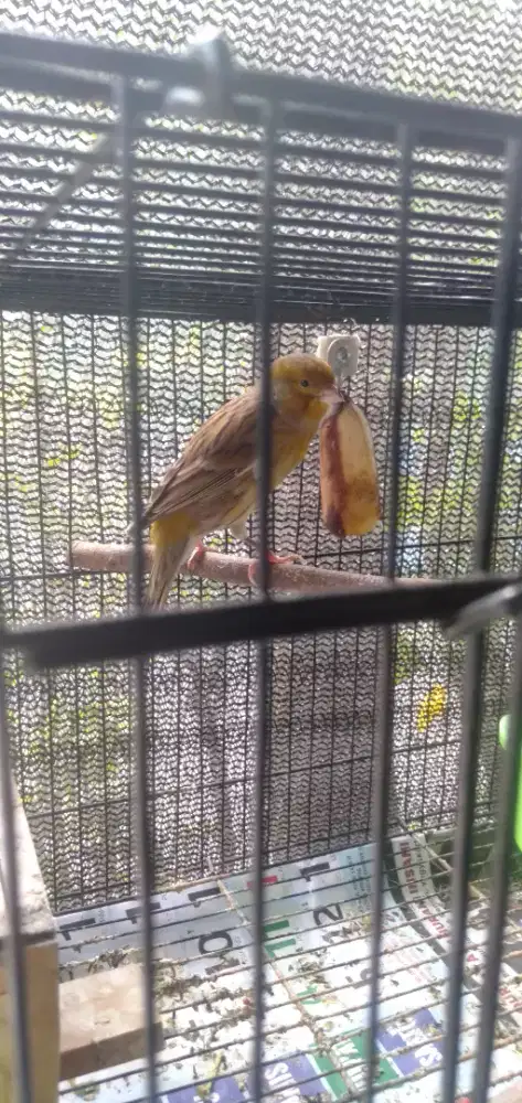 Burung kenari jantan