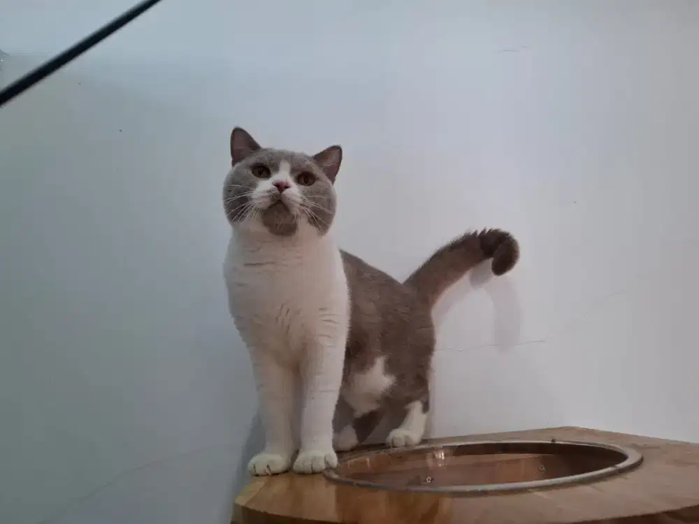 British short hair bicolor jantan
