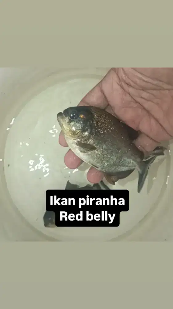 Ikan hias ganas 12-13cm