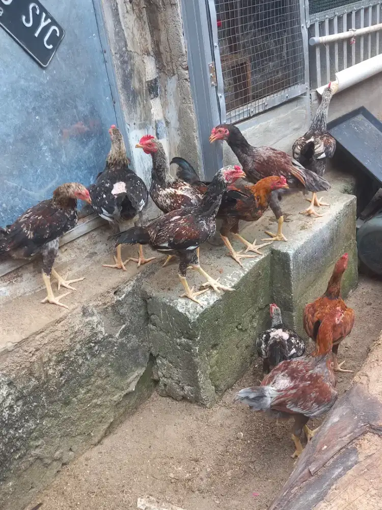 Ayam jago kampung KUB