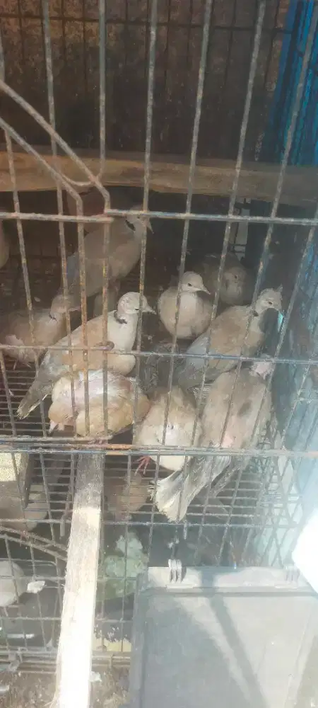 Puter pelung bunyi rajin klo dipisah
