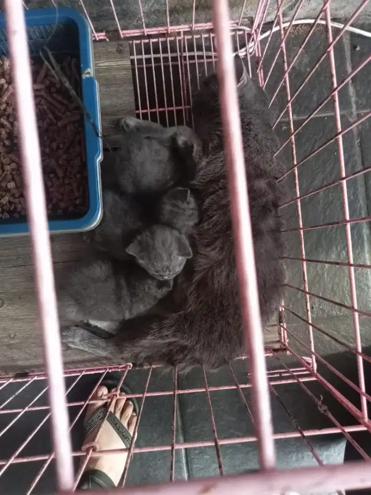 Jual anak kucing