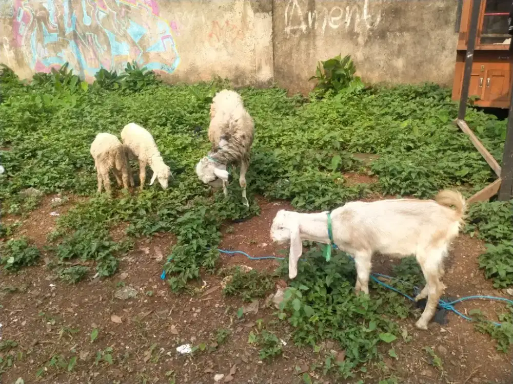 Dijual domba betina bawa anak 2 jantan sama kambing satu ekor betina