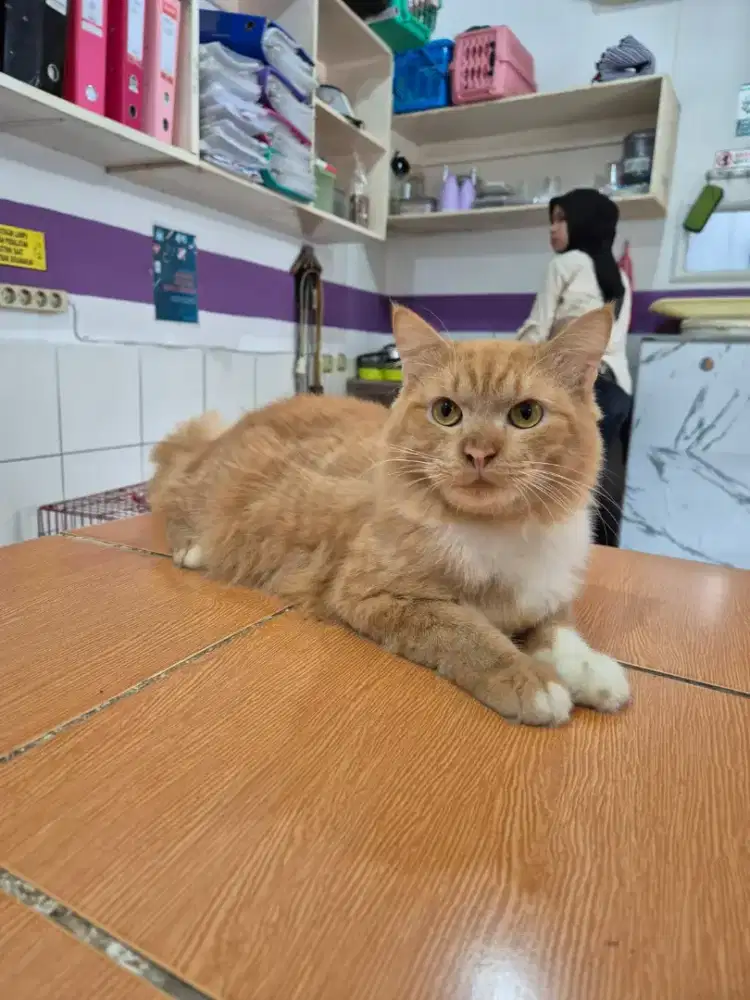 Kucing persia gratis
