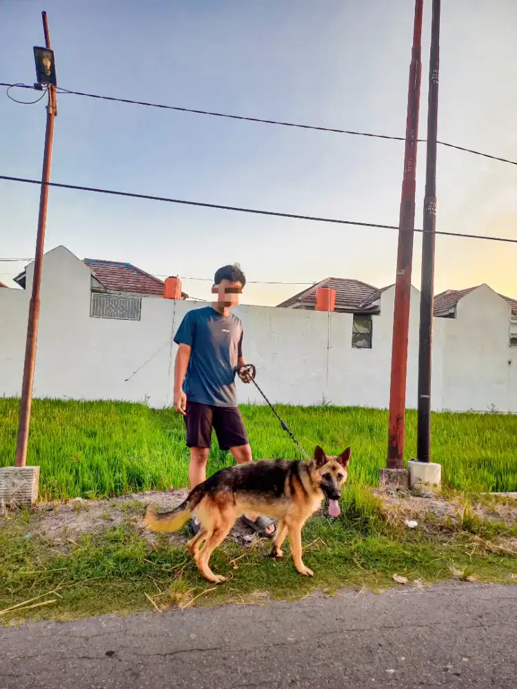 Anjing Herder Jantan
