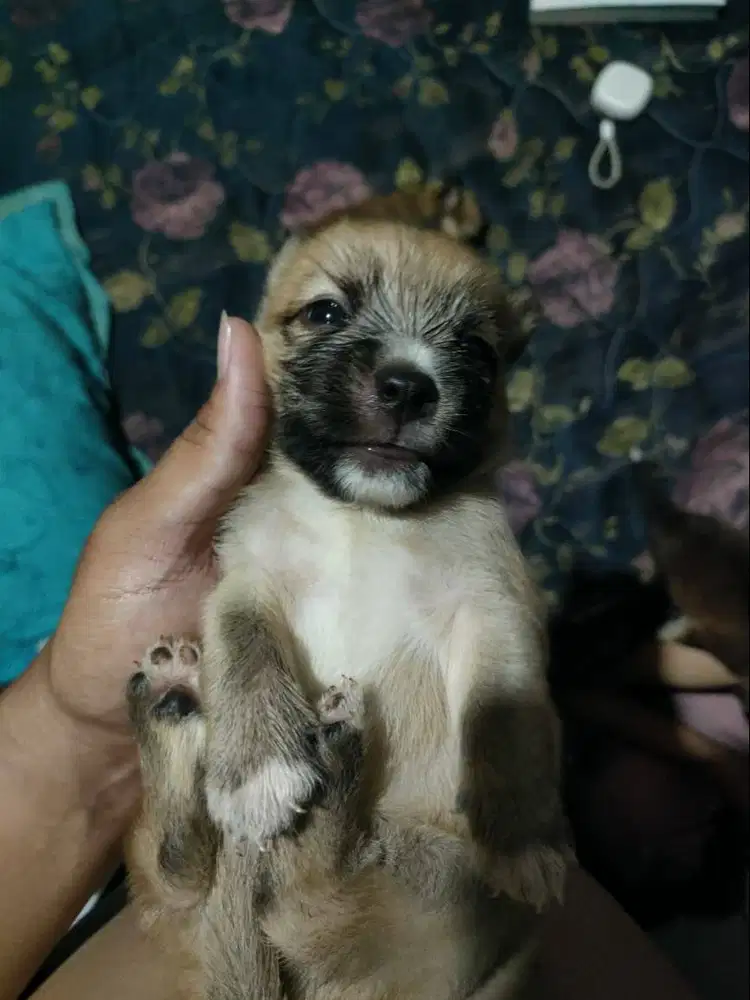 Puppy Shihtzu Jantan dan Betina