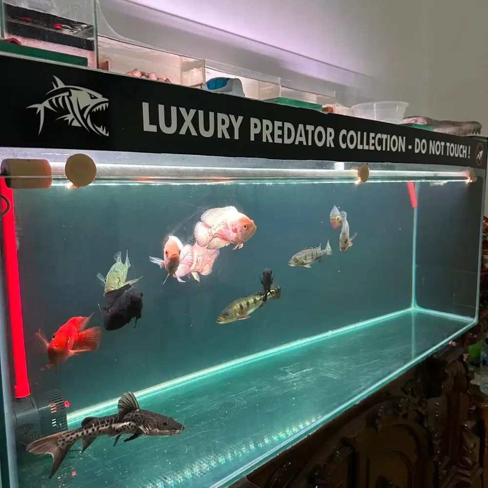 Aquarium 150cm dan Isinya