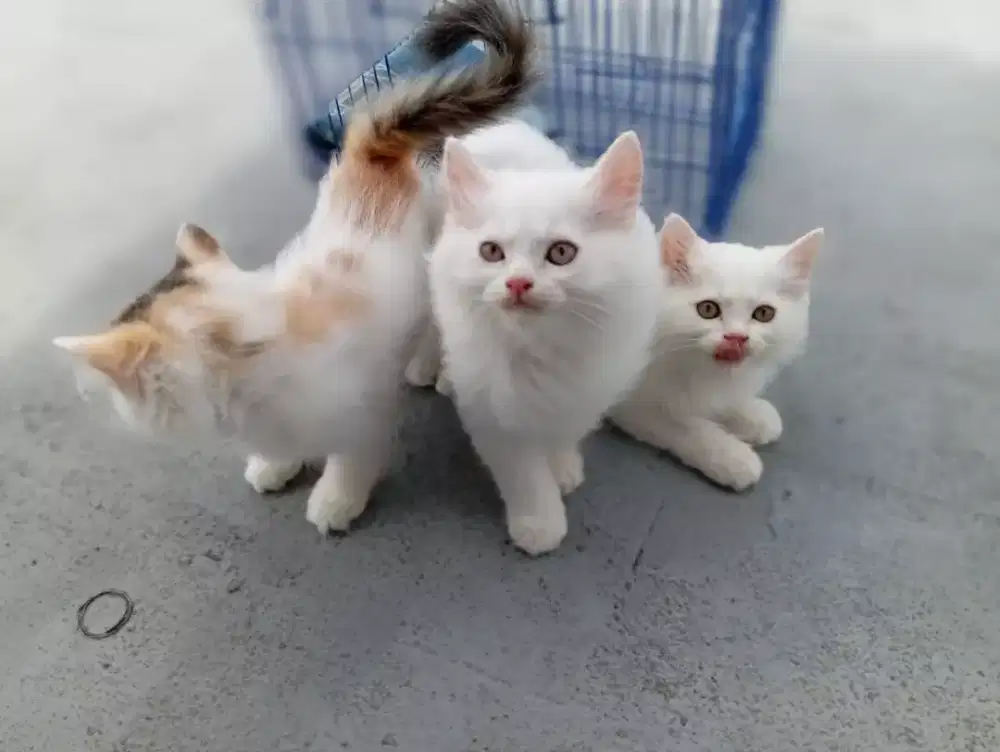 Jual kitten persia flatnose bulu kapas