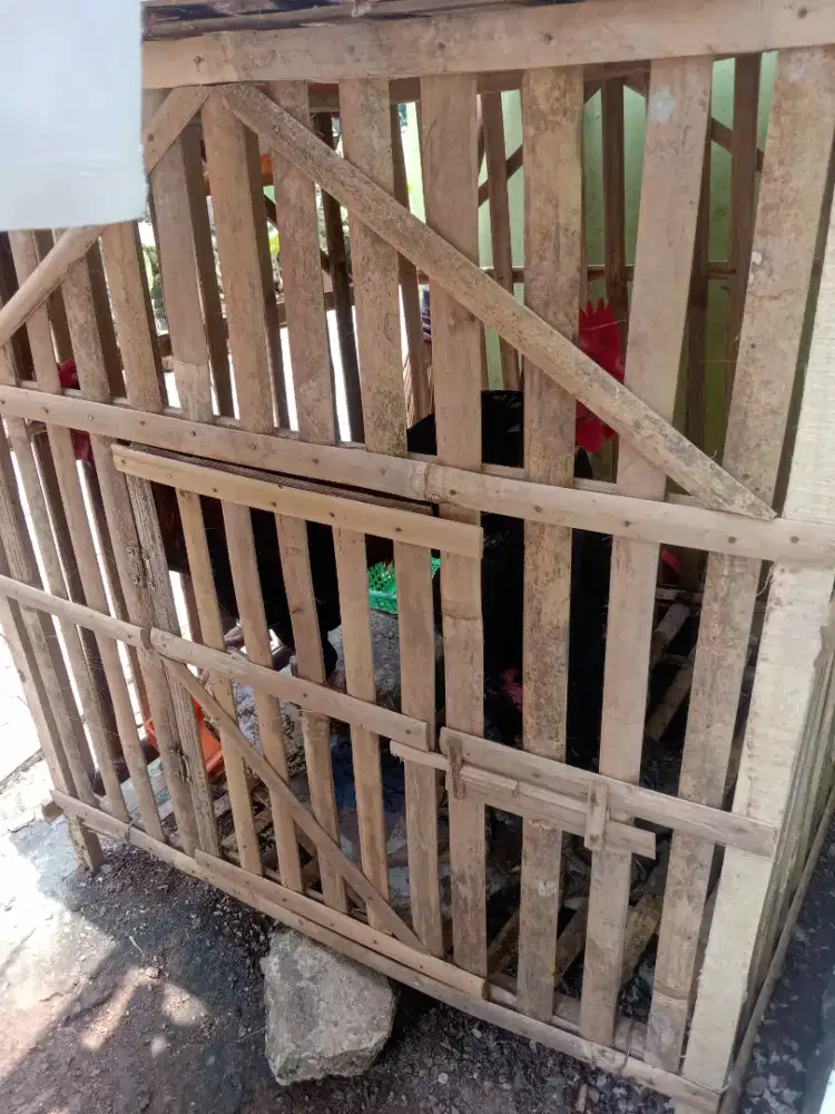 Ayam bangkok sepasang
