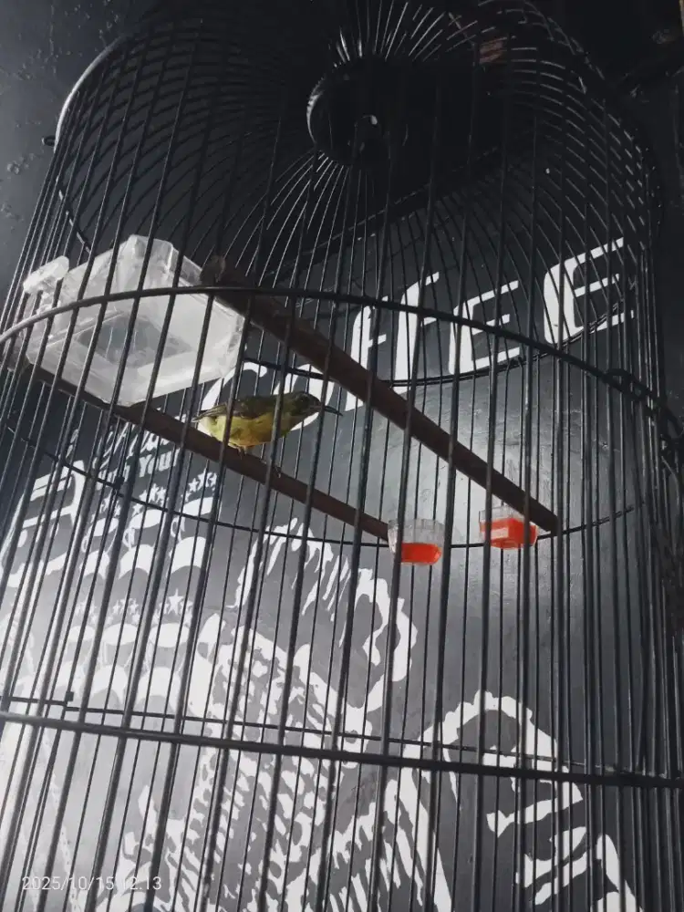 Burung korlap trotol rajin